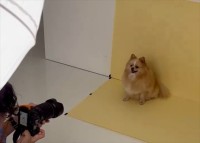 「天才モデル犬だったので事務所を探した方がいいかも」カメラを向けられてポメラニアンがポージングをばっちしキメる！！