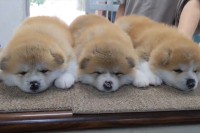 かわいすぎてどうしよう？秋田犬の子犬たちが並んで寝ている様子に「かわいすぎて連れて帰りたい」