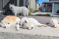 秋田犬が溶ける季節がやってきた！「春のお昼寝いいですねぇ」「みんな溶けててかわいい」