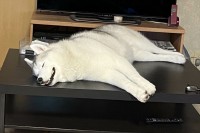 机でぐっすり眠っているハスキー犬。その寝姿に「ヒンヤリして心地良さそう」「緩みきった寝顔がかわいい」