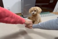 みんなでそろって「えいえいおー」。愛犬も一緒に手を重ねてくれるのがかわいすぎる！！