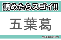 【読めたらスゴイ！】「五葉葛」とは一体何のこと！？野草として見られるある植物のことですが・・この漢字を読めますか？