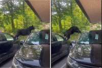 駐車場にクマが現れた！車の上に乗って移動すると、すさまじいパワーで軽々と窓ガラスを破壊！！