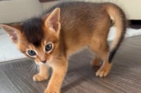 子猫が寄って来てくれたと思ったら・・。そこに、まさかの乱入者！？【海外・動画】