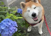 きれいな紫陽花の隣でニッコリ。笑顔の柴犬が話題に「にこーって笑顔がかわいい」