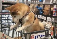 オモチャを買ってもらえるかもと思っている？オモチャを見つめる柴犬の姿が話題に！「もはやうすら笑いしちゃってます」