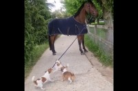 「こっちこっち！」馬を散歩させたい子犬たち。力いっぱい手綱を引っ張りますが文字通り馬力が違った！！【海外・動画】