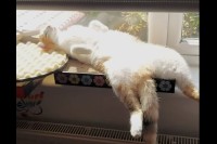 【癒しの動画紹介】最高のお昼寝スポットを見つけた猫が窓辺の日向でヘソ天