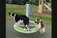 グルグルまわる遊具を見つけたイヌたち。一緒に遊ぶ方法を瞬時に発見！！【海外・動画】