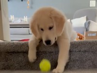 子犬が好きなのはボール遊び！ではなく・・階段から落としたボールを人間に取って来させること！？【アメリカ・動画】