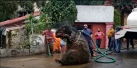 これはリアル？！メキシコの下水で発見されたのは目を疑う巨大なネズミ？！？！