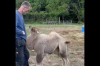 すっかり懐いてる！男性になでなでを要求するラクダの子供がかわいすぎる【海外・動画】