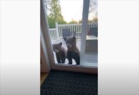 早朝の家に窓を叩いて中に入れてアピールしてきたのは野生の熊！？