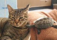 クサガメだって猫吸いしたい！？クサガメとネコのやり取りに反響「絶妙な駆け引きでかわいらしい」「平和で良きですね」