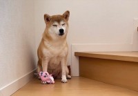 イタズラがバレた！？笑ってその場をしのぎきろうとする柴犬に「表情豊か」「見つかっちゃたね」