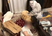 事件！？「妻が倒れてる！？」と思ったら・・、ローアングルから愛猫を眺め愛でていた！！