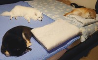 洗濯した寝具の寝心地を確かめてくれている？快眠中の愛犬たちに「寝心地を確かめてる3匹に囲まれたい」