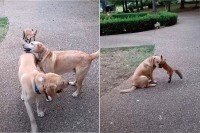 一時的に保護していた子ぎつね 野生に戻った後も仲良くなった犬たちと遊ぶために毎日のように帰ってくるように！【アメリカ・動画】