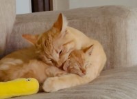 まるで親子！？ギュッと抱きしめられながら眠る子猫はパパに甘えているみたい【アメリカ・動画】