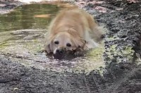 水たまりを見つけたら入りたい！ゴールデンレトリバーは泥の中に迷わずゴロン！！【海外・動画】