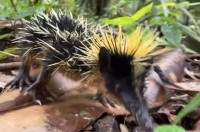 マダガスカルで珍獣と出会った～！全身が黄色と黒の縞模様の体はヒマワリみたい！！【海外・動画】