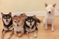 可愛い柴犬4姉妹、その中の1匹が集合写真をいつも台無しにして面白かわいい(笑)