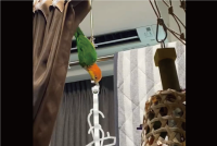 器用なうえに力持ち！インコがハンガーを落とそうとしてると思ったら・・、かけ直した！？