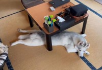 夏でもコタツを愛するハスキー犬「テーブルで気を紛らわせている」「コタツ自体が大好きなんですね」