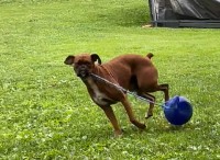 ボール遊びをするボクサー犬。ボールの紐をくわえてスイングさせる姿がアグレッシブ！！【アメリカ・動画】