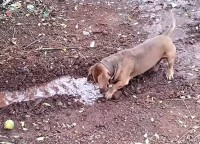 水路を夢中になって作る愛犬。洗車で流れ出た水を前にホリホリが止まらない！【海外・動画】