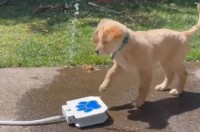 子犬が給水機で水遊び！？ペダルを踏むと水が出てきて楽しい～！！【アメリカ・動画】