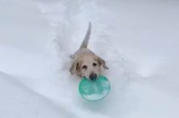 もう1回！雪の中にフリスビーを取りに行った愛犬はまだまだ遊びたい！！【アメリカ・動画】