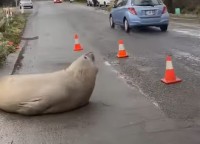 道路が一部閉鎖中！落石があったのかと思いきや・・岩ではなくアザラシだ！！【海外・動画】