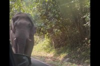 おやつだ！ゾウが通りすがりのトラックの荷台に積んであったココナッツをパクッ！！【海外・動画】