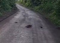 まだまだいるよ！道路を横断するハナグマ家族。もう全員通ったかなと思ったら・・次々に家族が現れた！！