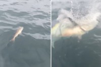 ド、ドロボー！！せっかく釣り上げたと思ったら大きな魚に獲物を横取りされちゃった