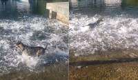 ビックリ！暑いからと水に入った犬！そこには魚の群れがいたようで【テンション爆上がり】