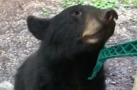 熊手でクマの体をカキカキ！ブラッシングにクマもウットリ？【アメリカ・動画】