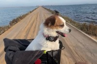 海沿いの一本道を愛犬とおさんぽ！自転車のカゴから最高の眺めを堪能する姿が絵になる【海外・動画】