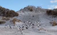 砂丘を必死に駆け下りるペンギンたちの群れがかわいすぎる！