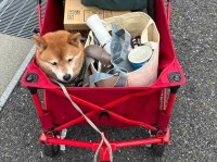 ワゴンの隙間にぴったりハマっている柴犬。シンデレラフィットしている姿に「ぬいぐるみみたい」「お荷物と一緒でかわいい」