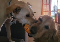 ボールを取り合う愛犬たち！どちらも譲らず・・固まっちゃった！！【海外・動画】