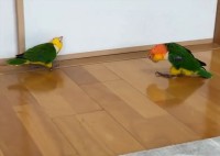 逃げるインコに追うインコ。2羽のシロハラインコのやりとりに反響「猛アピールなのかしら？」