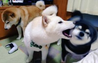 情報量が多い！3色の柴犬たちの様子に反響「赤柴さんの表情に吹いた」「黒柴さんはキレそうですね」