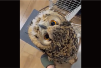 「激かわよ・・・」飼い主さんを見上げるベンガルワシミミズクがかわいすぎる！