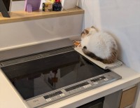 「そこいて何がおもろいん？」キッチンの隅っこに座る猫に「あるあるですね、謎の好きな場所」