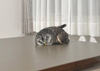 フクロウがコテン！寝転がっているかわいい姿が話題に「寝落ちしたのかな？」「野性味の無い熟睡度」