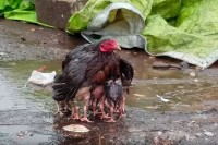 雨の中で必死に我が子の傘になり守ろうとする母鶏の姿に心打たれる