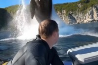 ホエールジャンプが近すぎる！？パドルボードの至近距離までやってきたクジラが驚きのジャンプ！！【海外・動画】