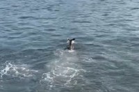 カンガルーのまさかの特技！走ってきた勢いで海に落ちちゃった！？と思ったら・・【海外・動画】